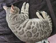 Bengal Cats